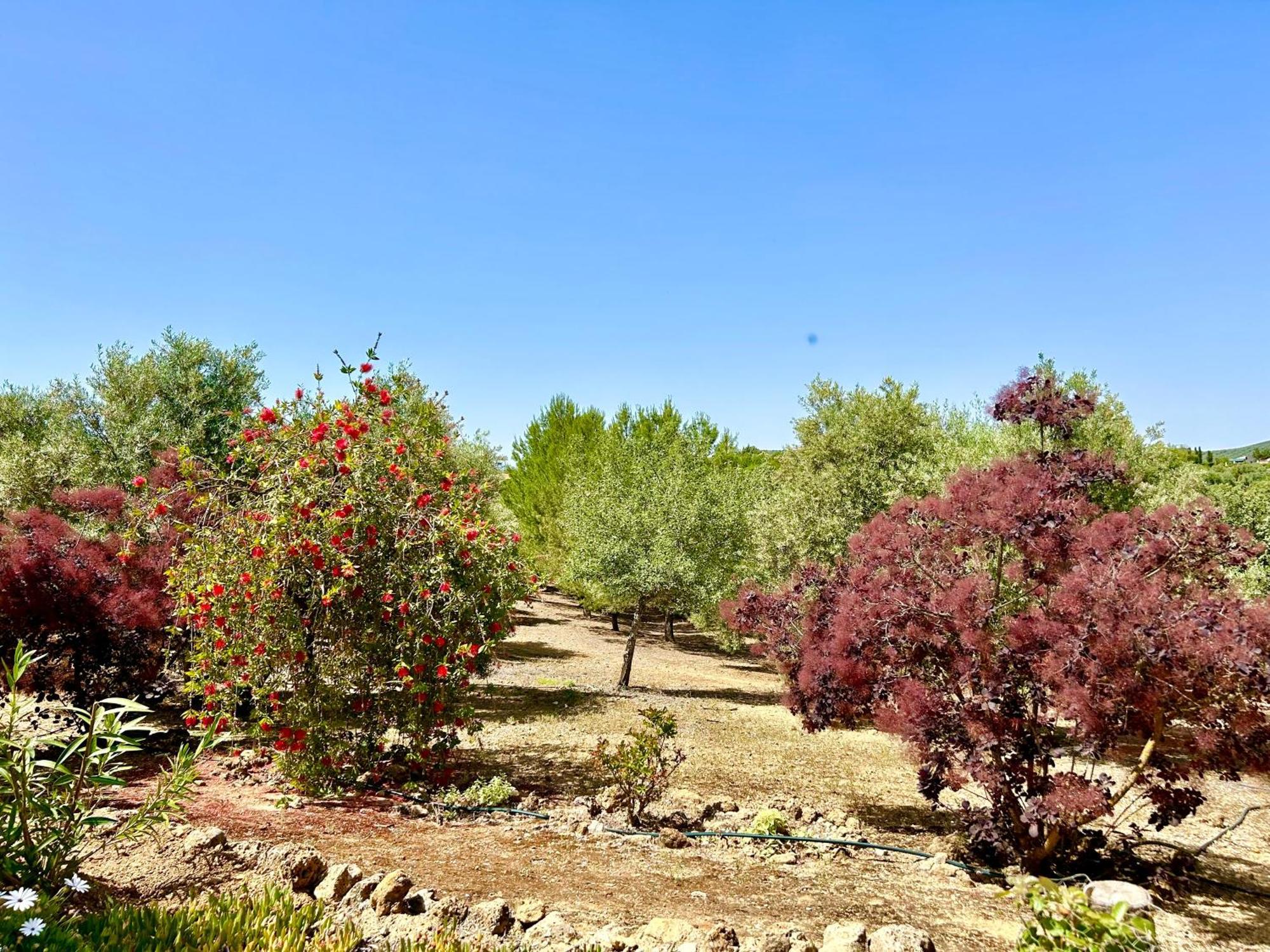 Refugio Andaluz Con Piscina Entre Olivos Villanueva de Tapia Ngoại thất bức ảnh