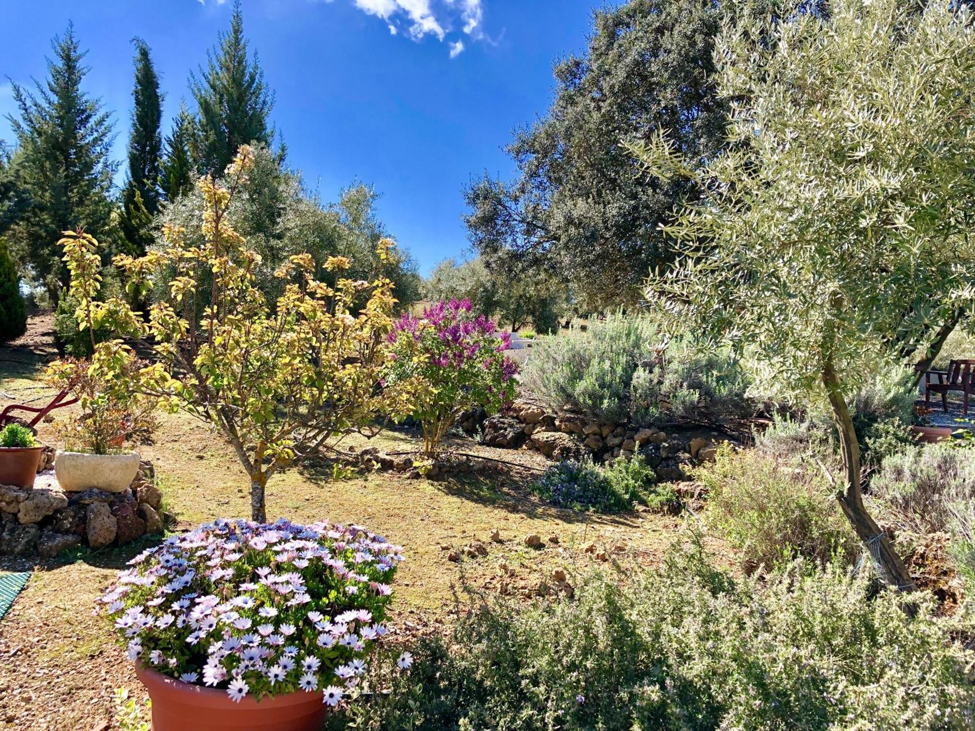 Refugio Andaluz Con Piscina Entre Olivos Villanueva de Tapia Ngoại thất bức ảnh